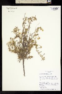 Geissolepis suaedifolia image