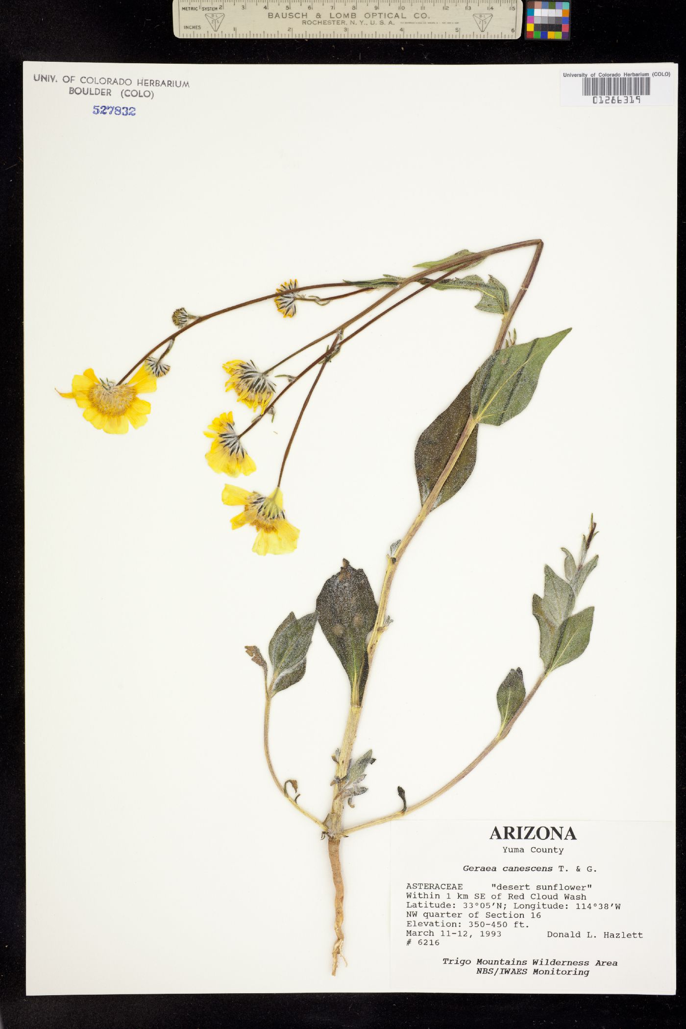 Geraea image