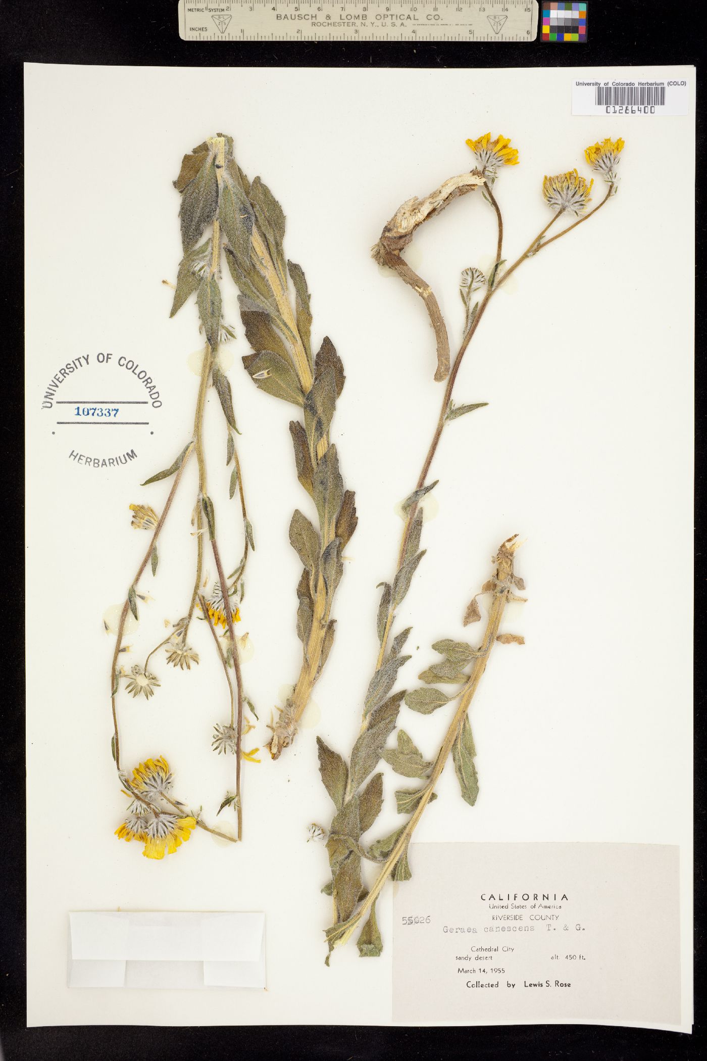 Geraea canescens image