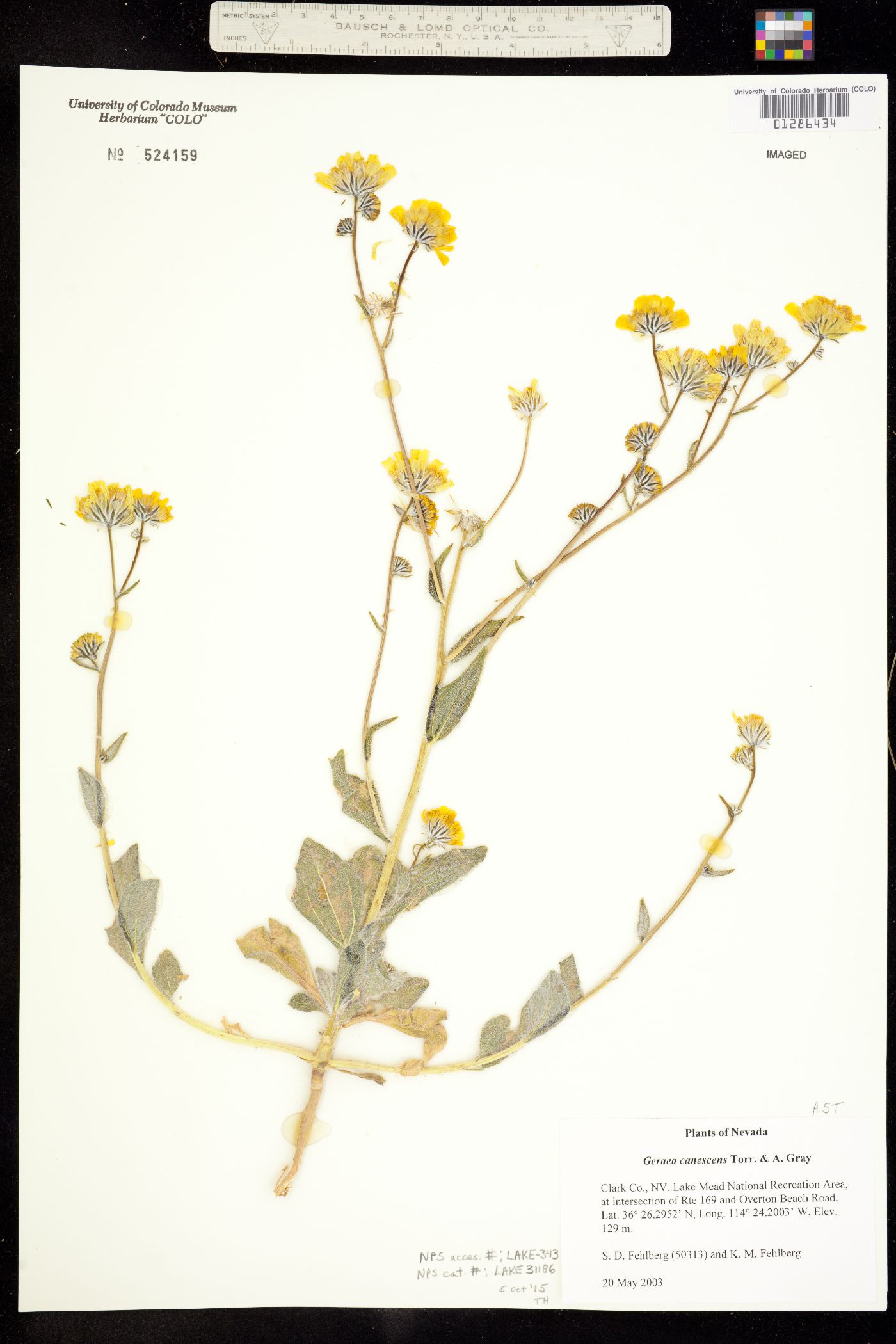 Geraea canescens image