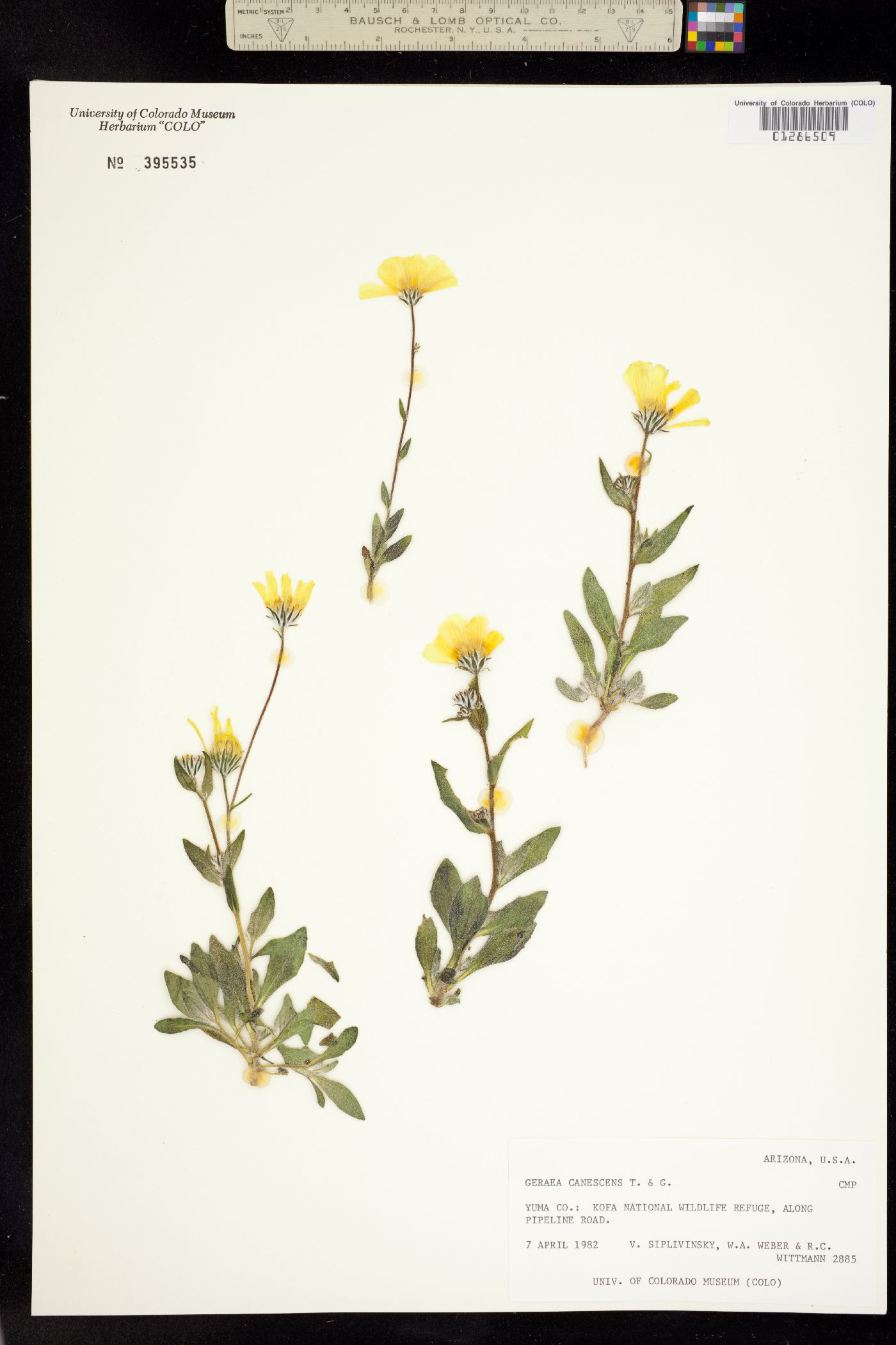 Geraea canescens image