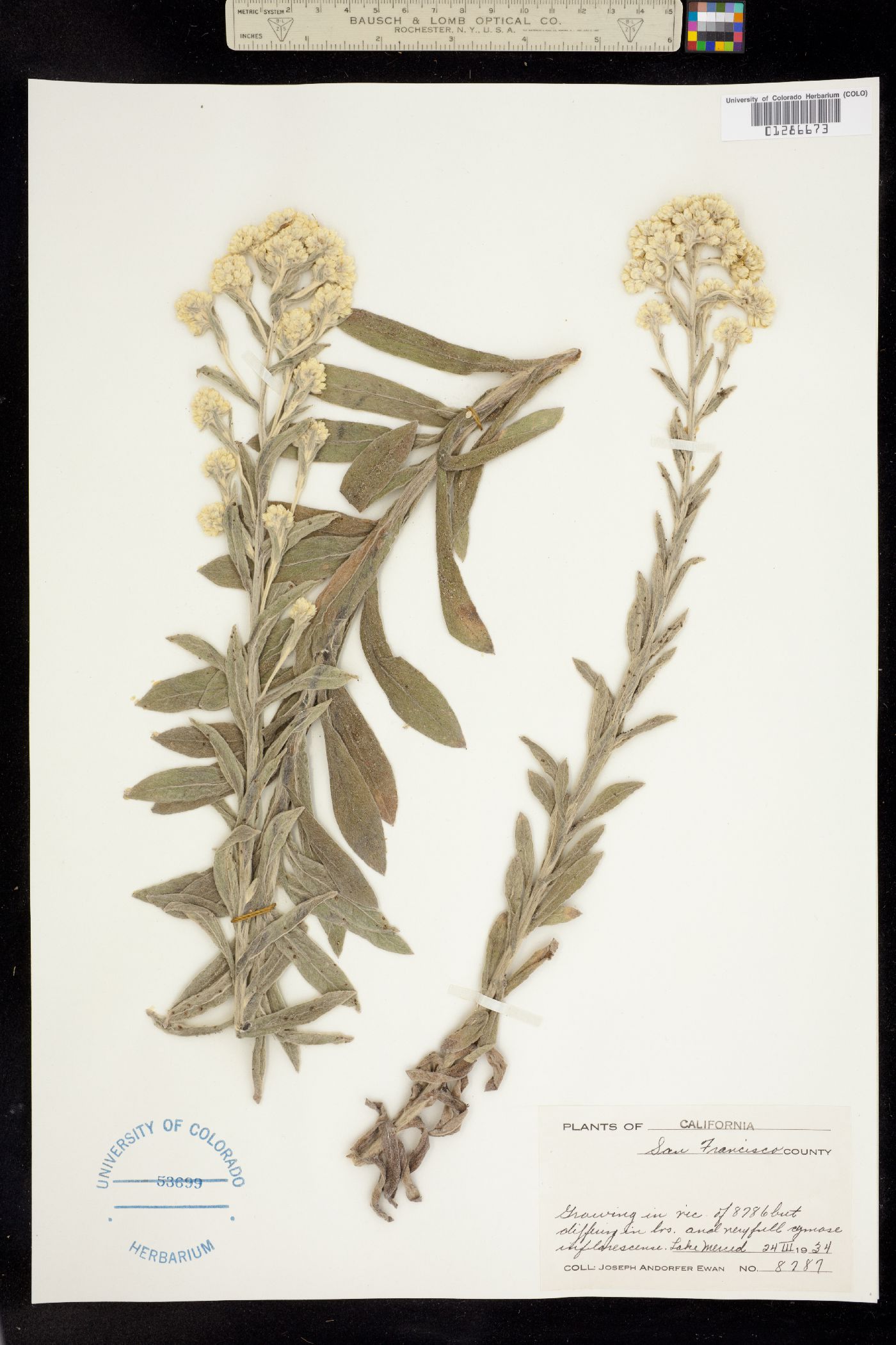 Pseudognaphalium beneolens image