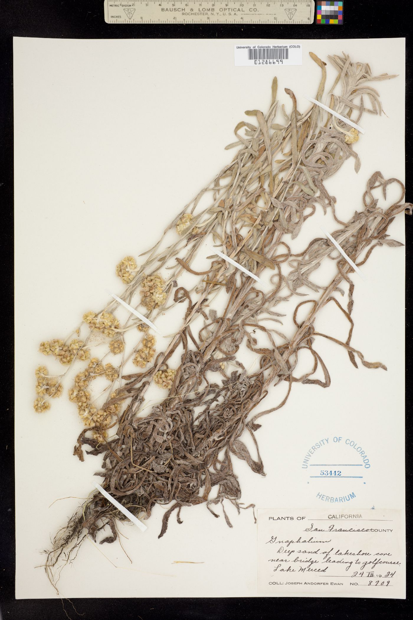 Pseudognaphalium beneolens image
