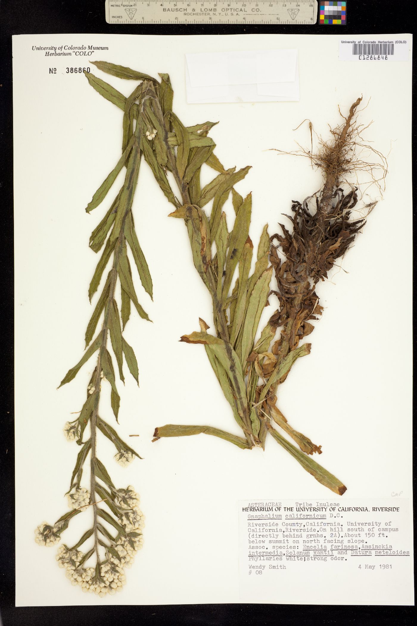 Pseudognaphalium californicum image