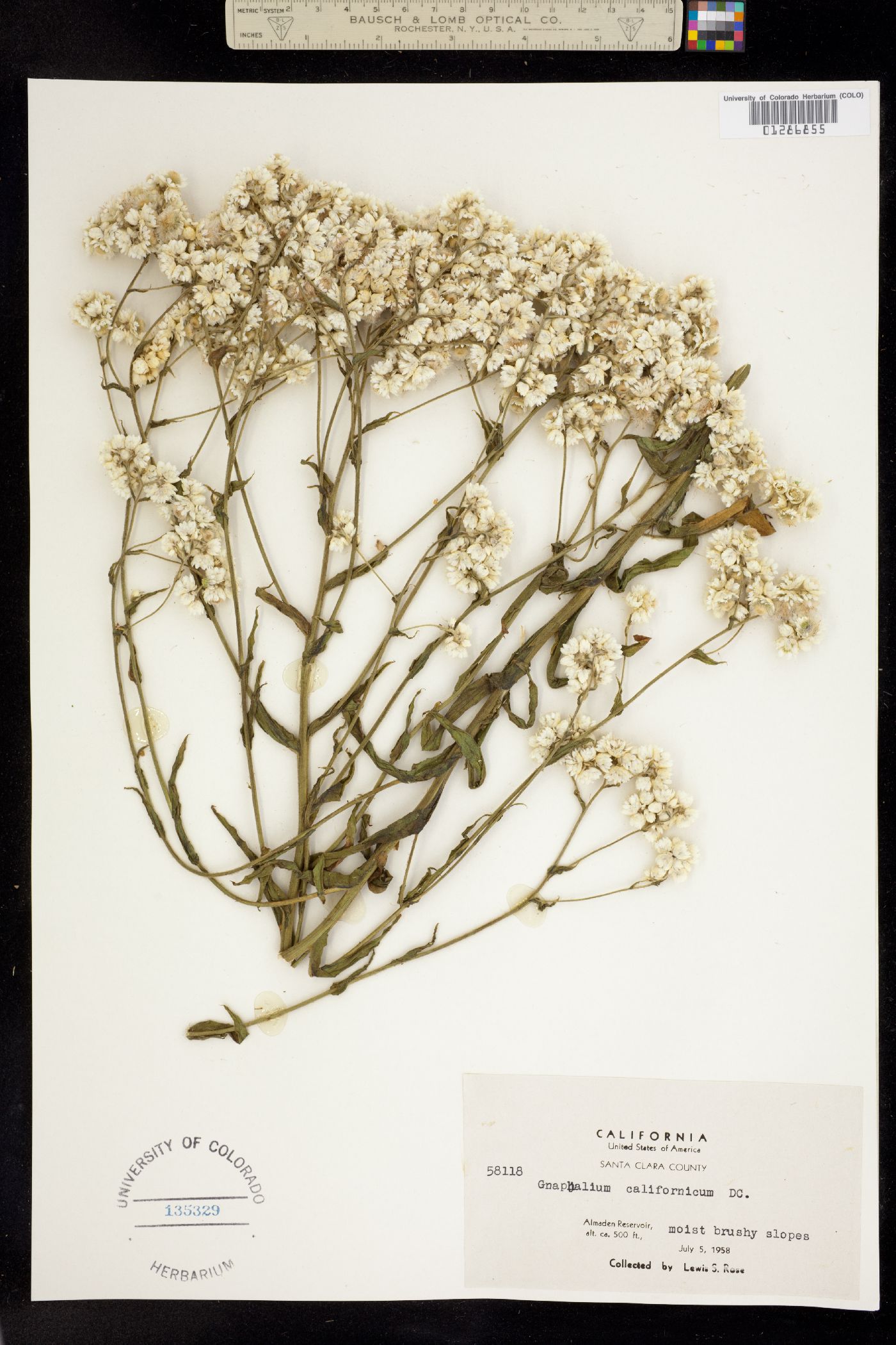 Pseudognaphalium californicum image