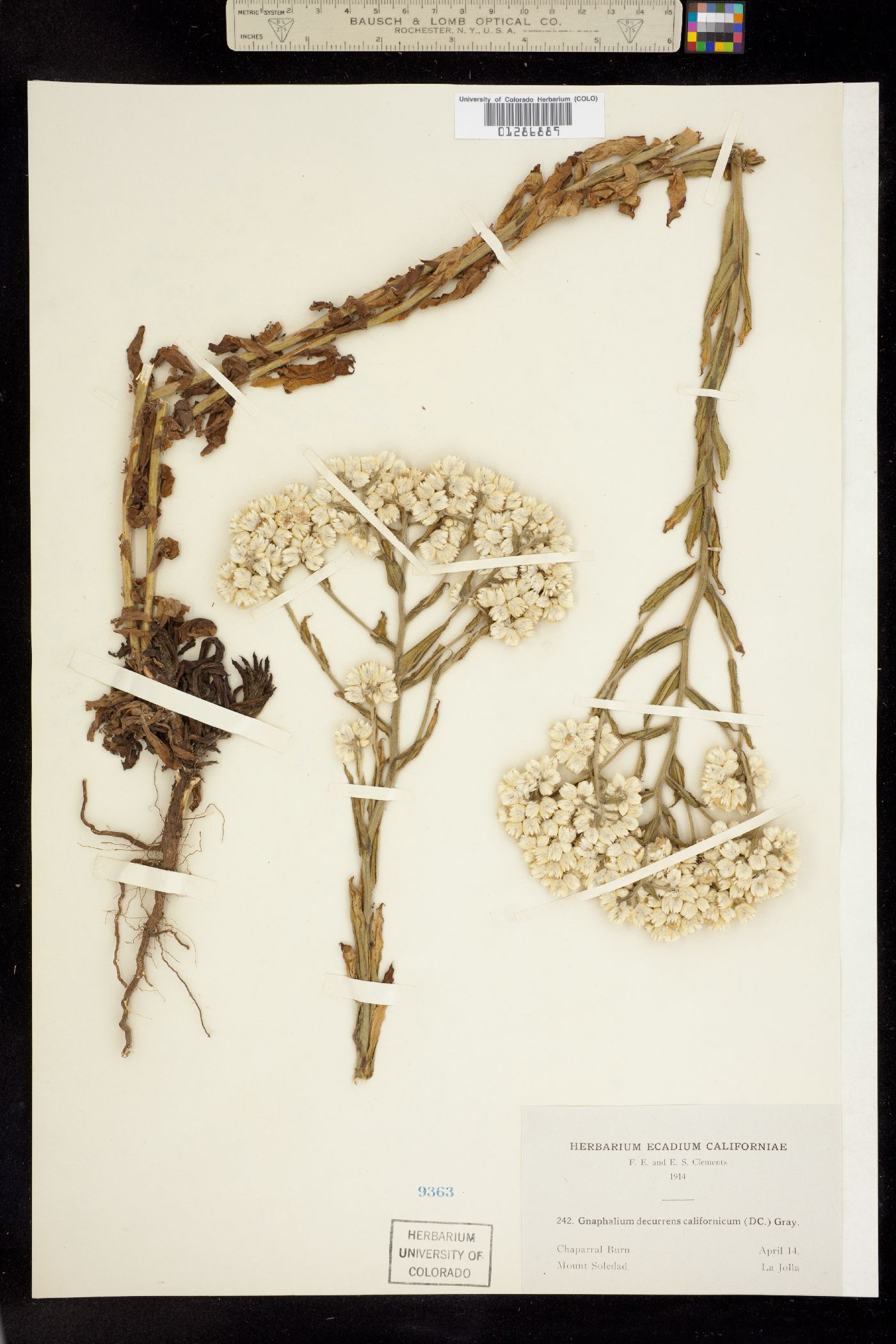 Pseudognaphalium californicum image