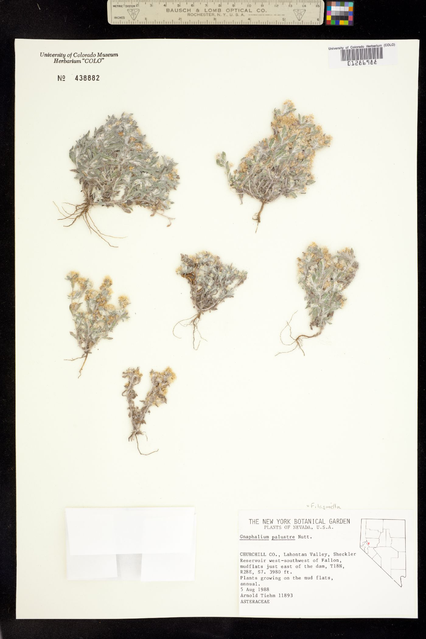 Gnaphalium image