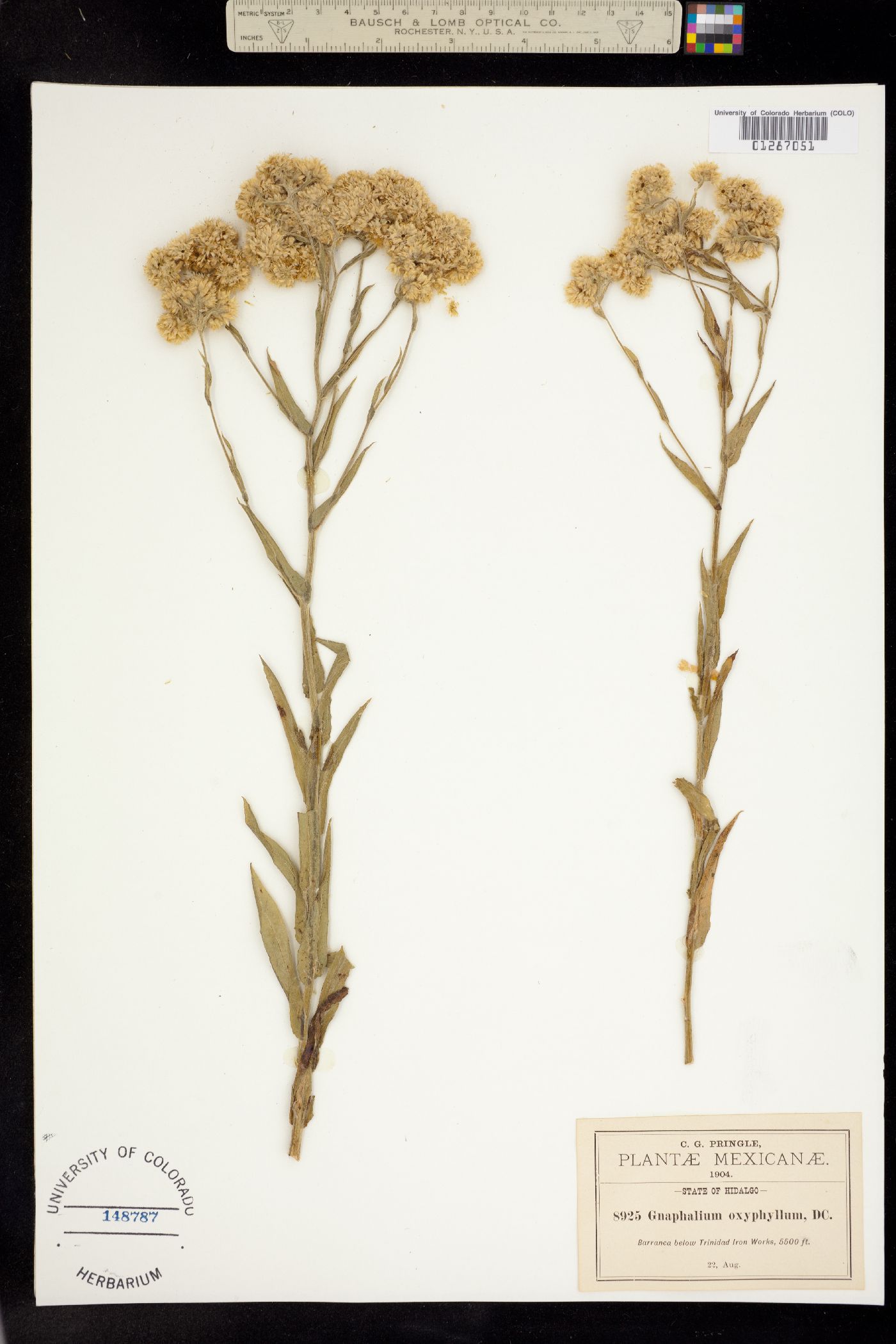 Pseudognaphalium oxyphyllum image