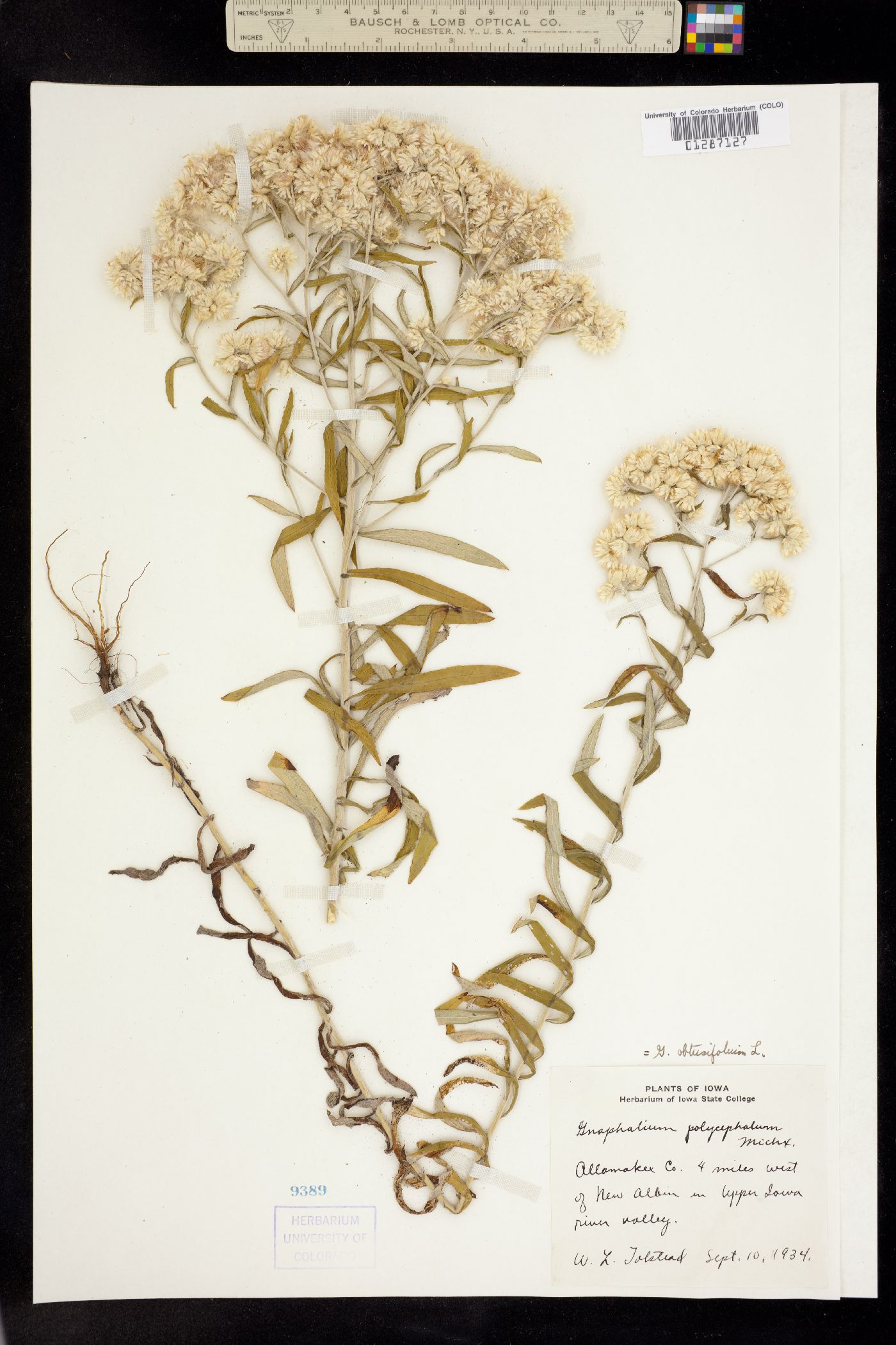 Pseudognaphalium obtusifolium image