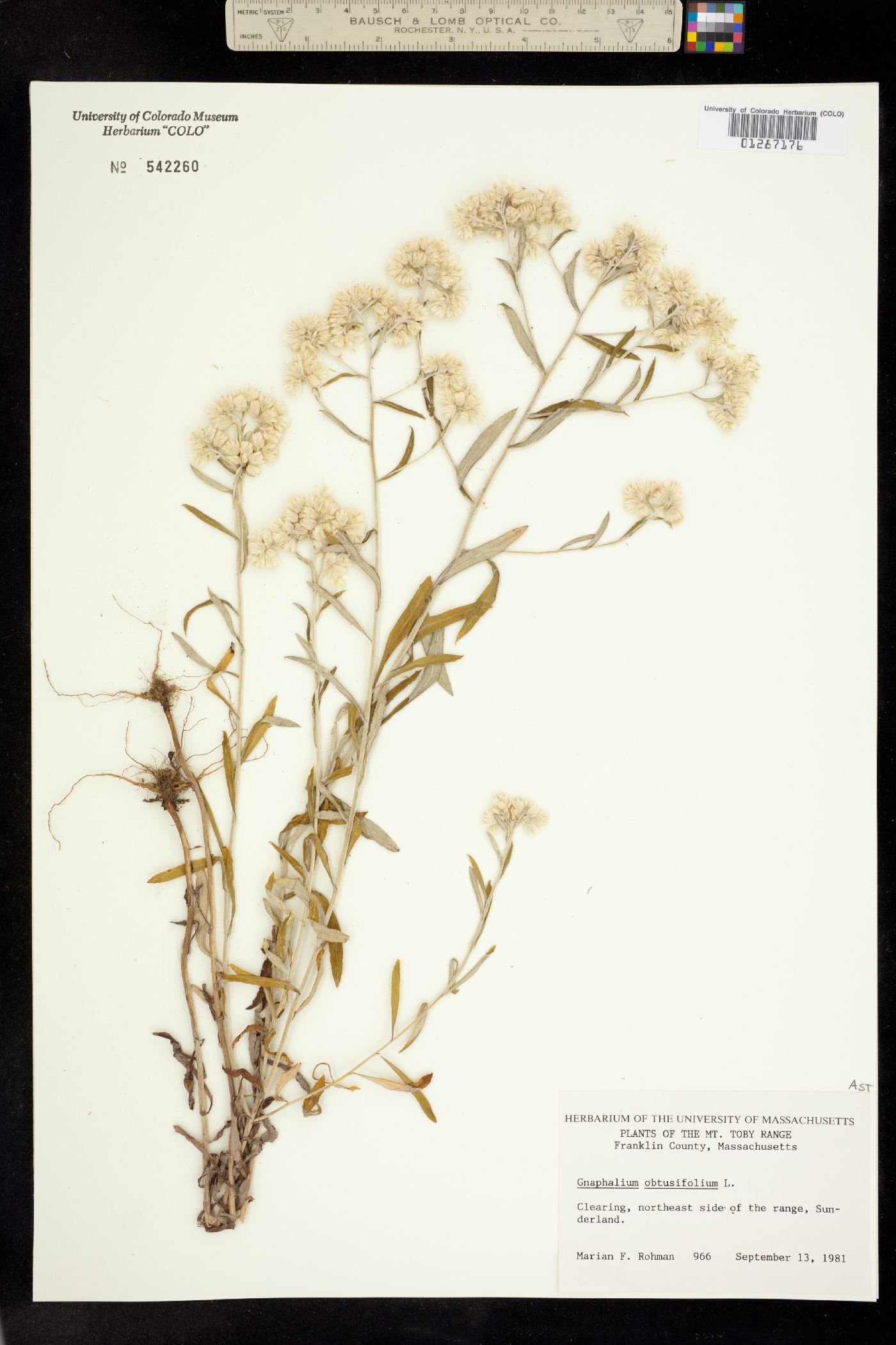 Pseudognaphalium obtusifolium image