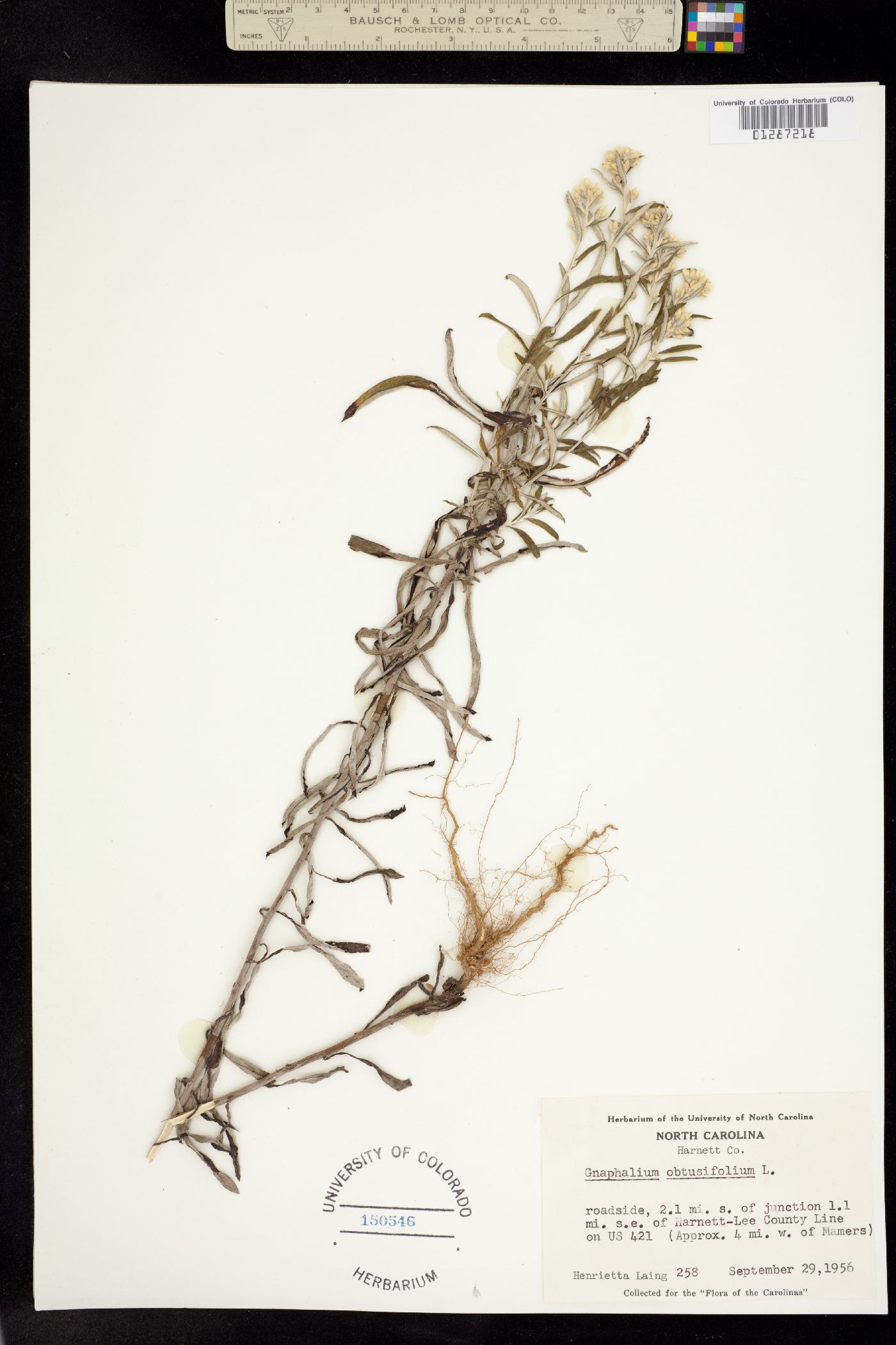 Pseudognaphalium obtusifolium image