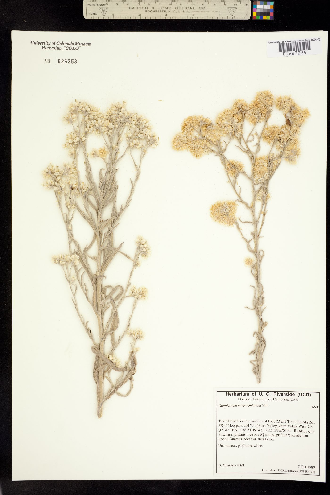Pseudognaphalium microcephalum image