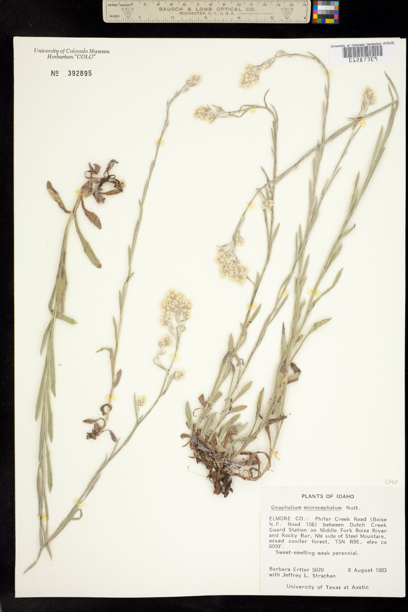 Pseudognaphalium microcephalum image