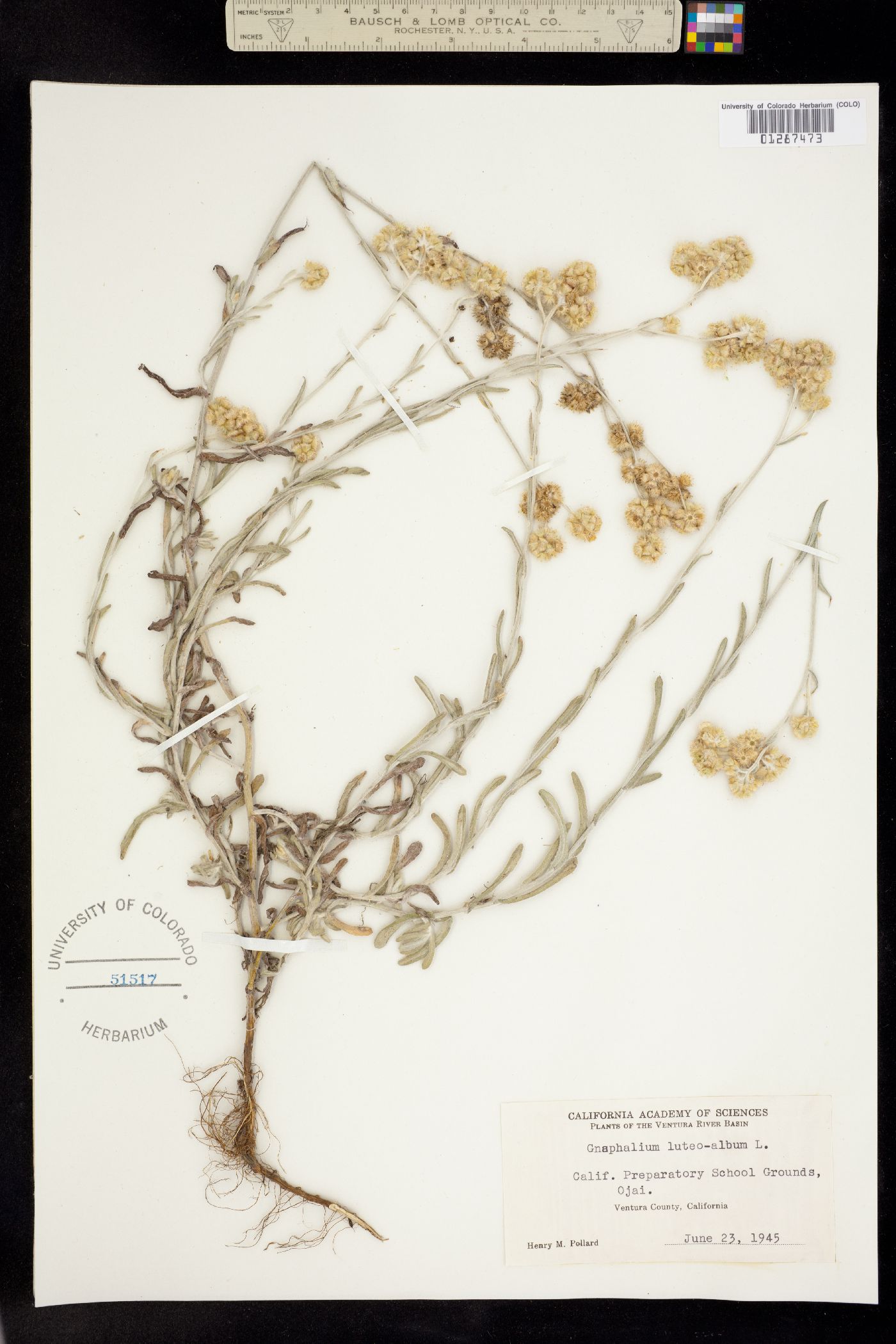 Pseudognaphalium luteoalbum image