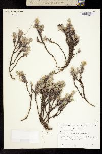Chionolaena lavandulifolia image