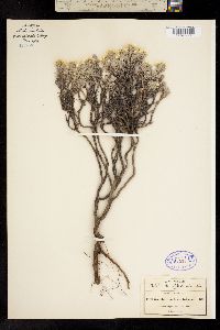 Chionolaena lavandulifolia image