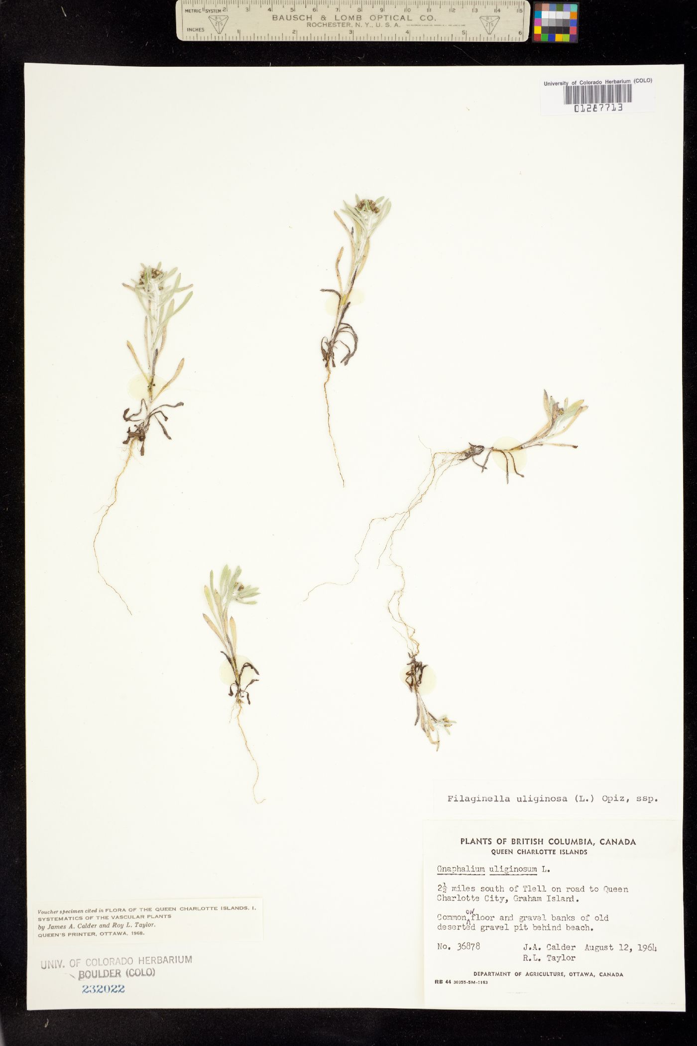 Gnaphalium uliginosum image