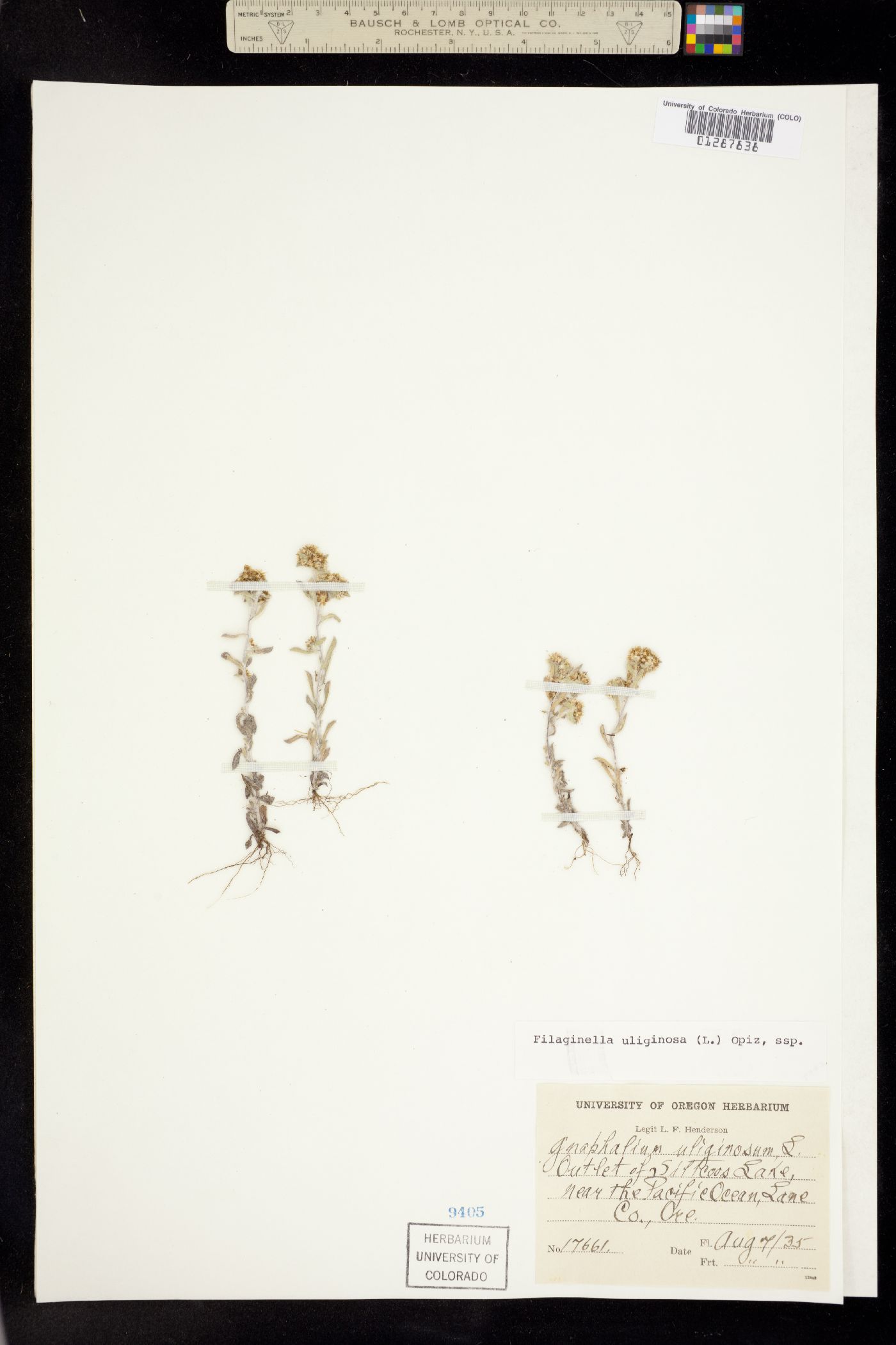 Gnaphalium uliginosum image