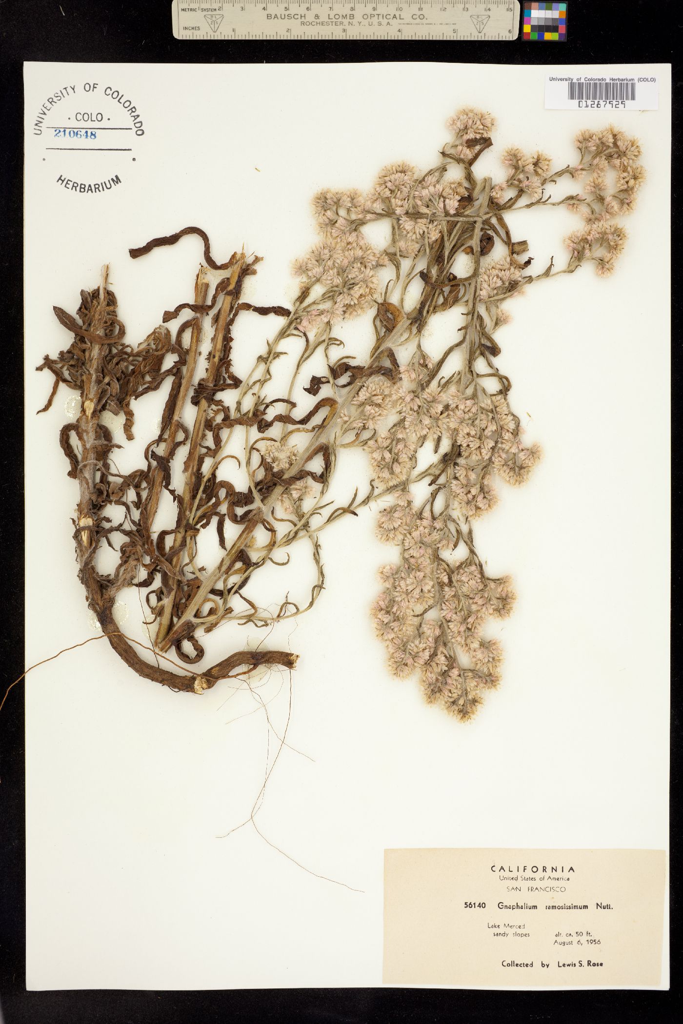 Pseudognaphalium ramosissimum image