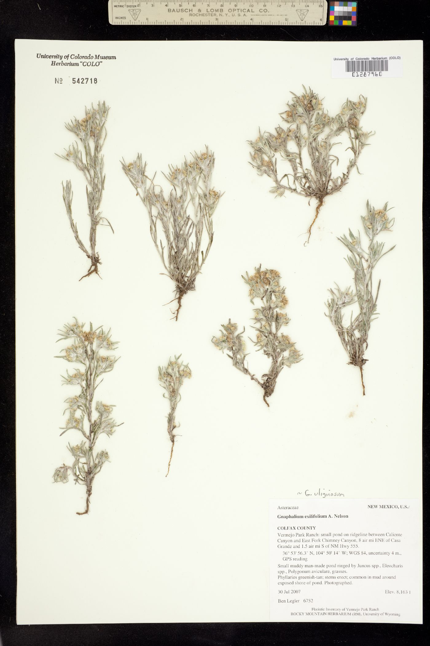Gnaphalium exilifolium image