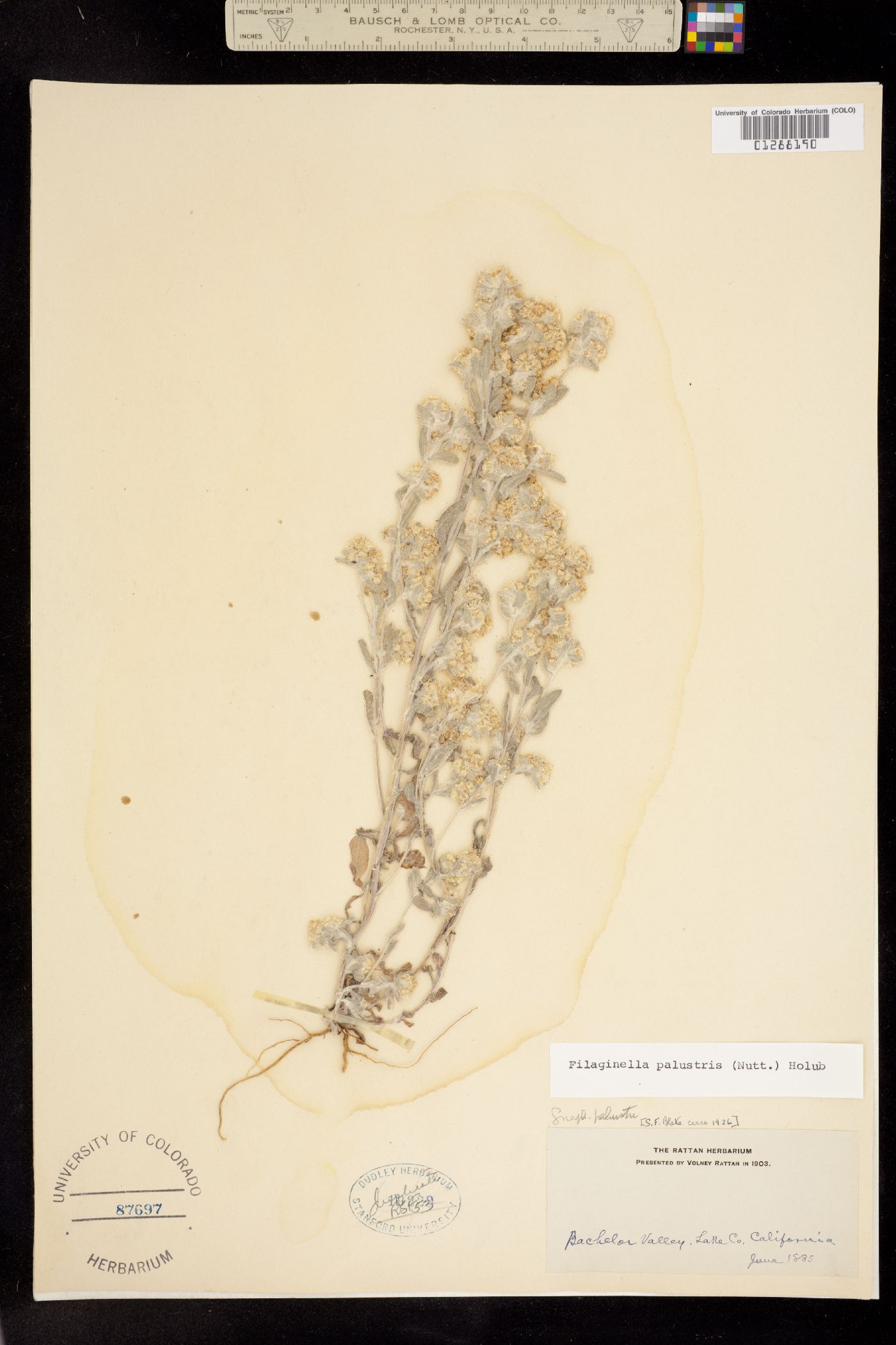 Gnaphalium palustre image