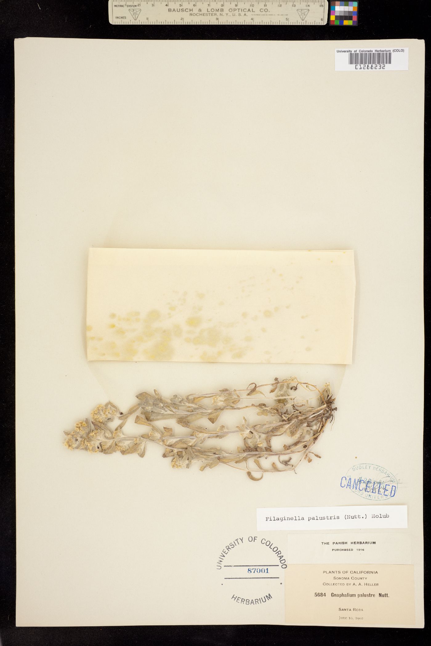 Gnaphalium palustre image