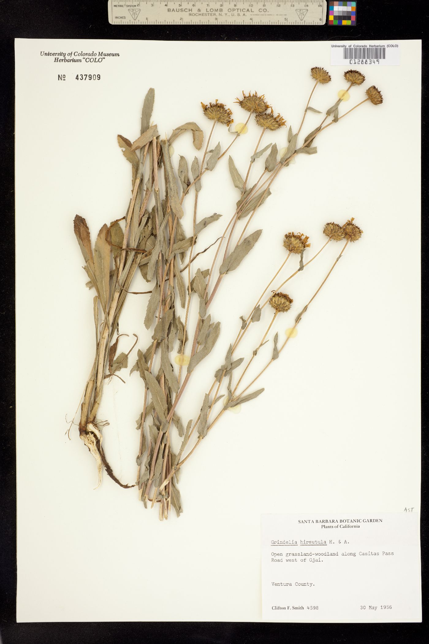 Grindelia hirsutula image