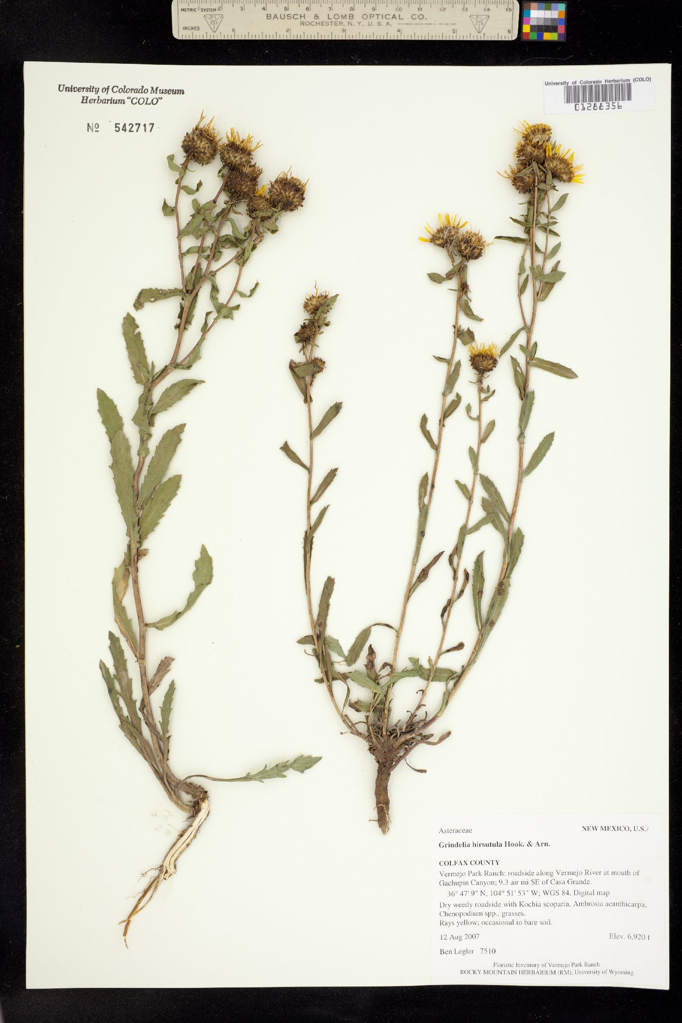 Grindelia hirsutula image