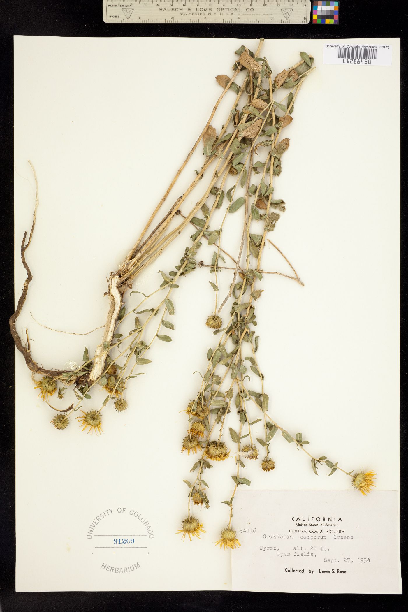 Grindelia hirsutula image