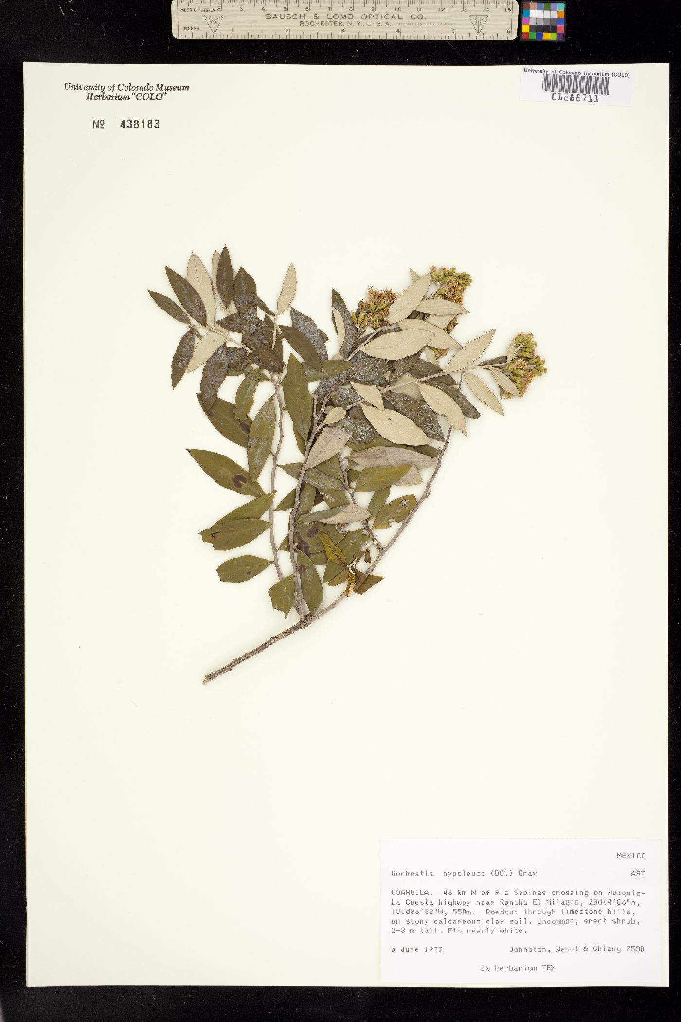 Gochnatia hypoleuca image