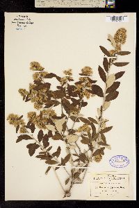 Gochnatia hypoleuca image