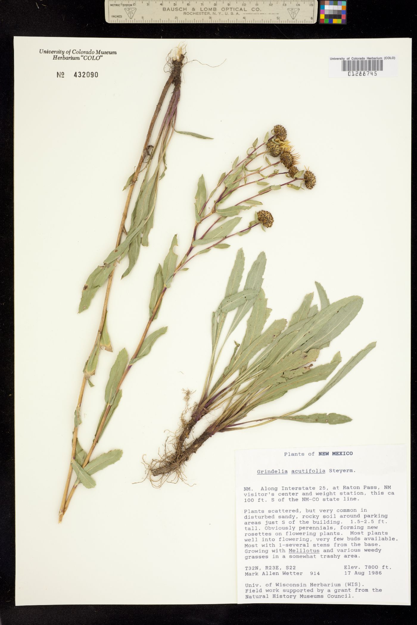Grindelia acutifolia image