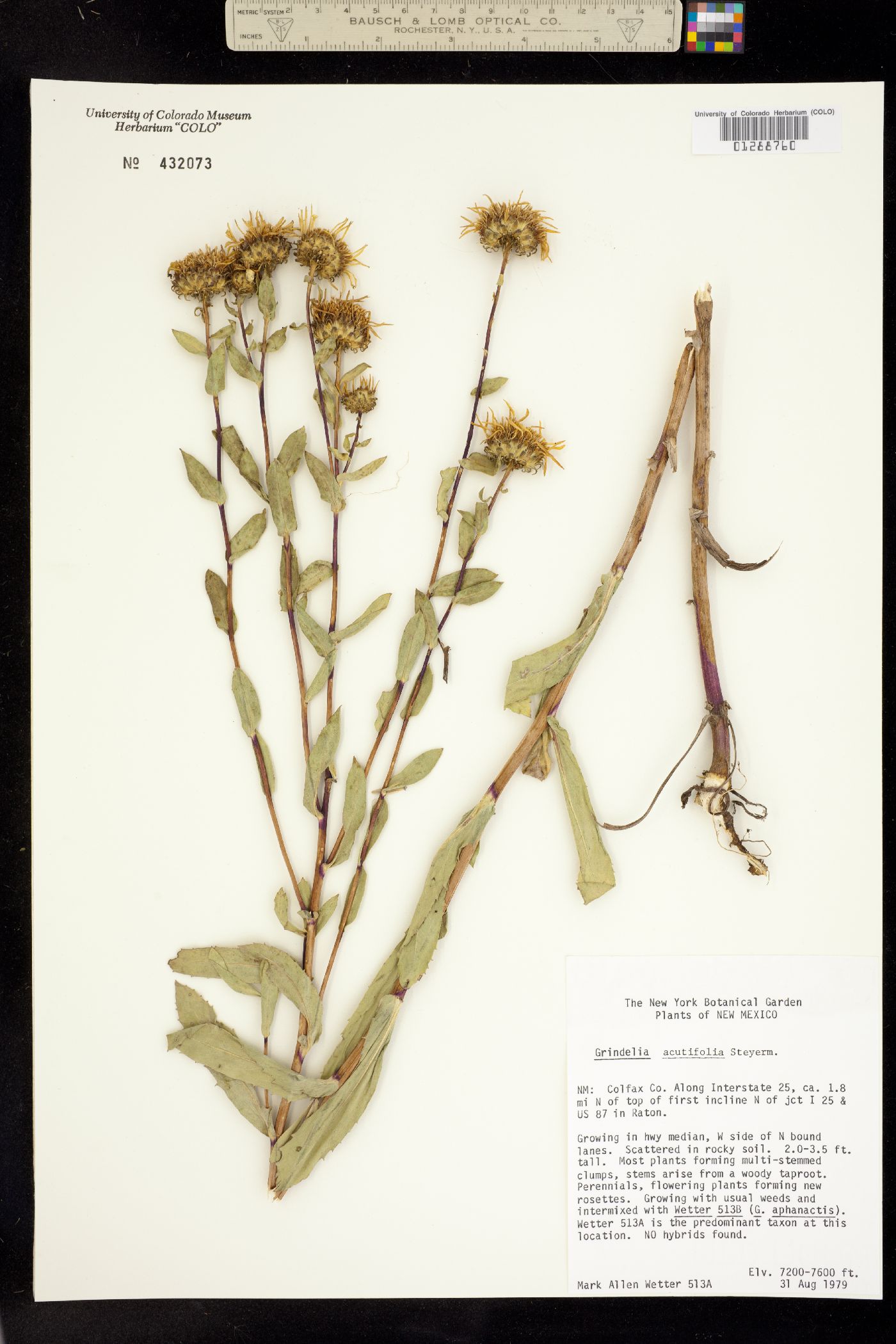 Grindelia acutifolia image