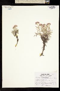 Pseudognaphalium purpurascens image