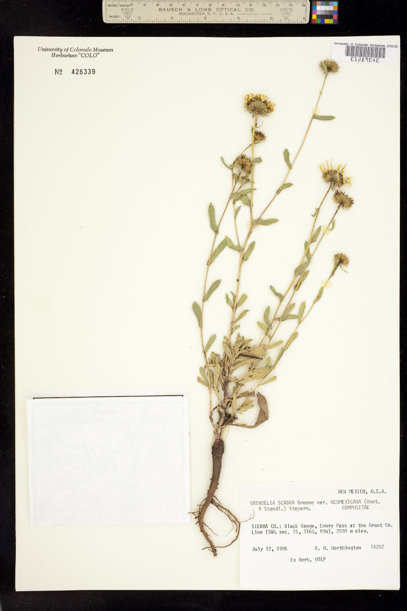 Grindelia scabra image
