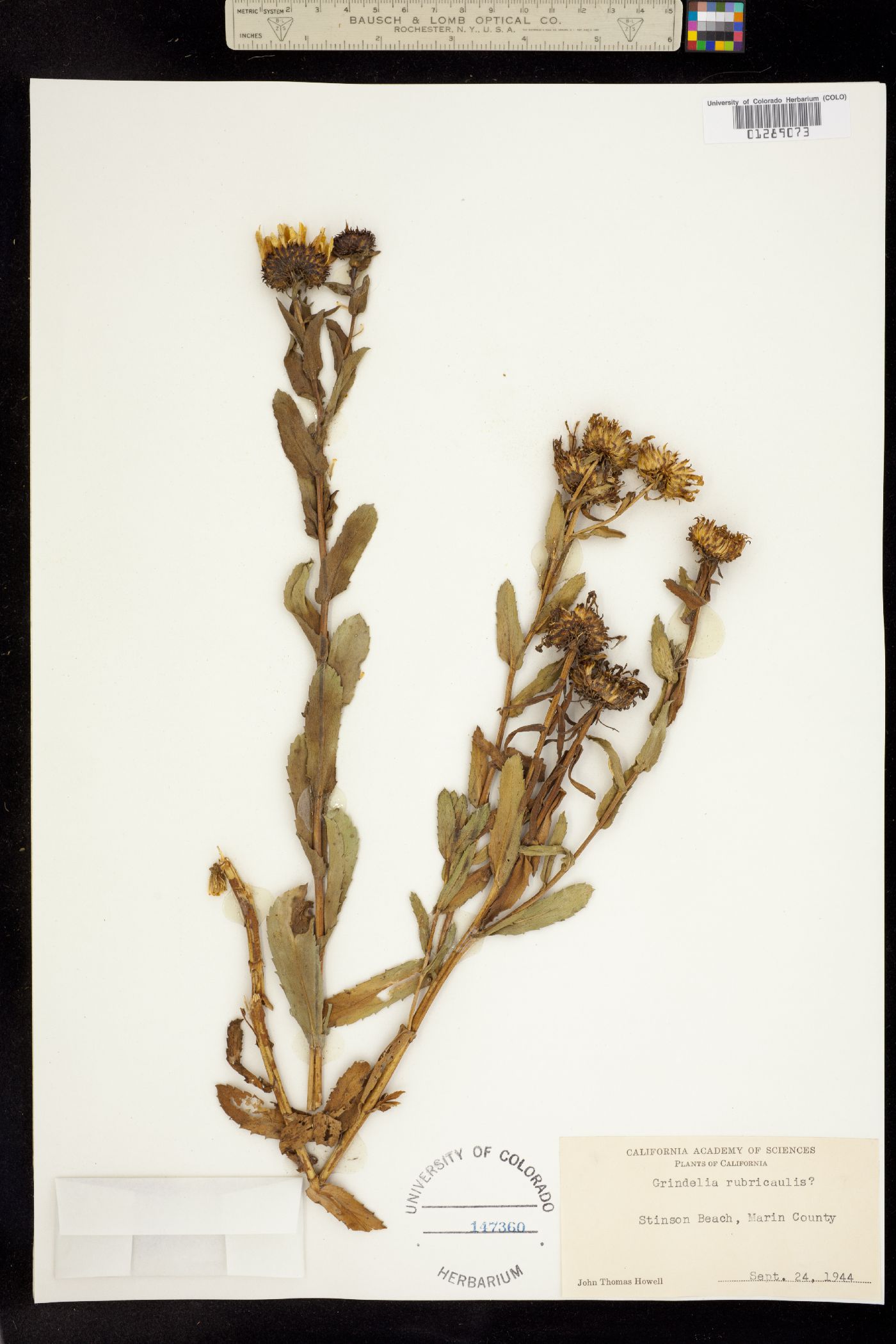 Grindelia rubricaulis image