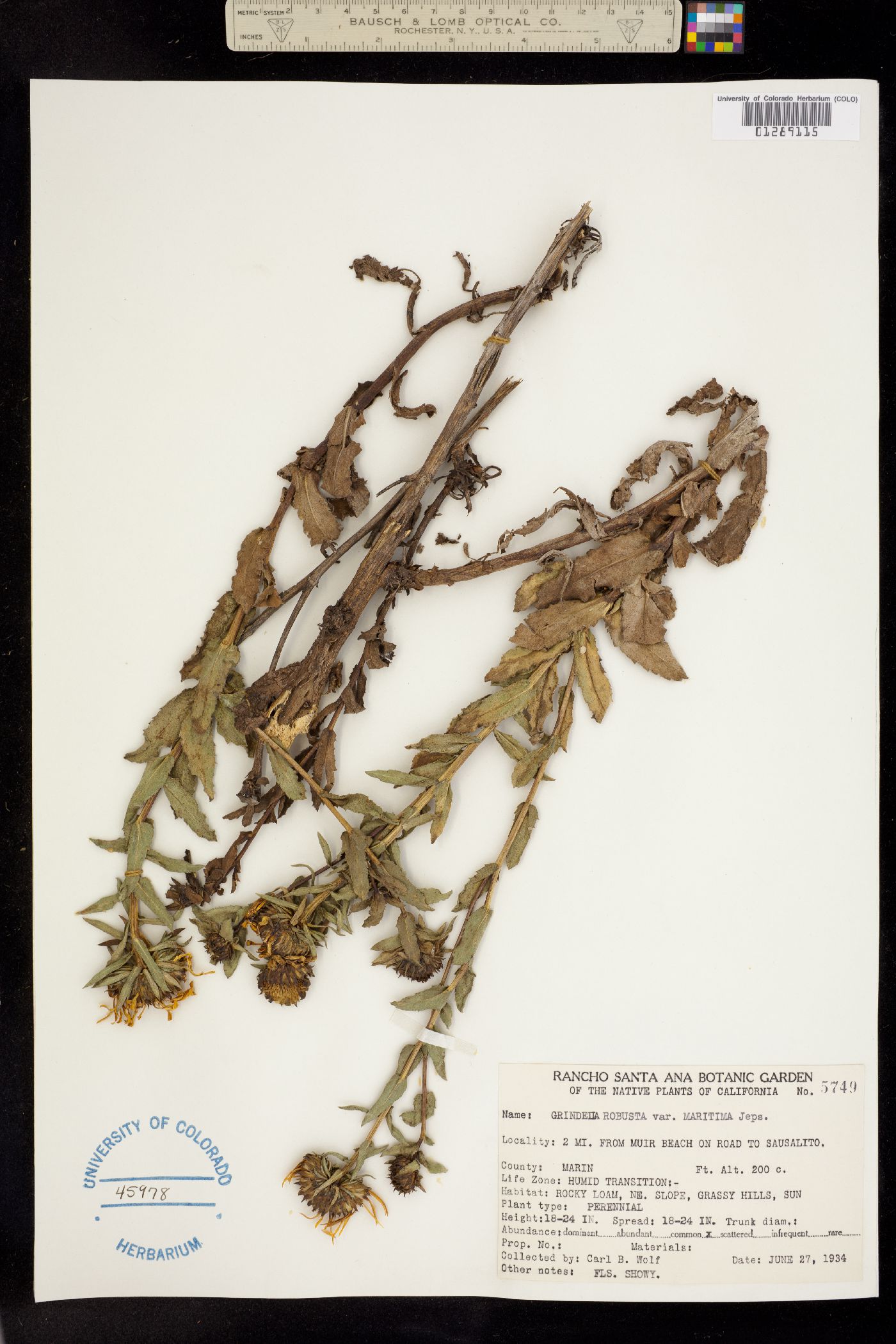 Grindelia hirsutula image