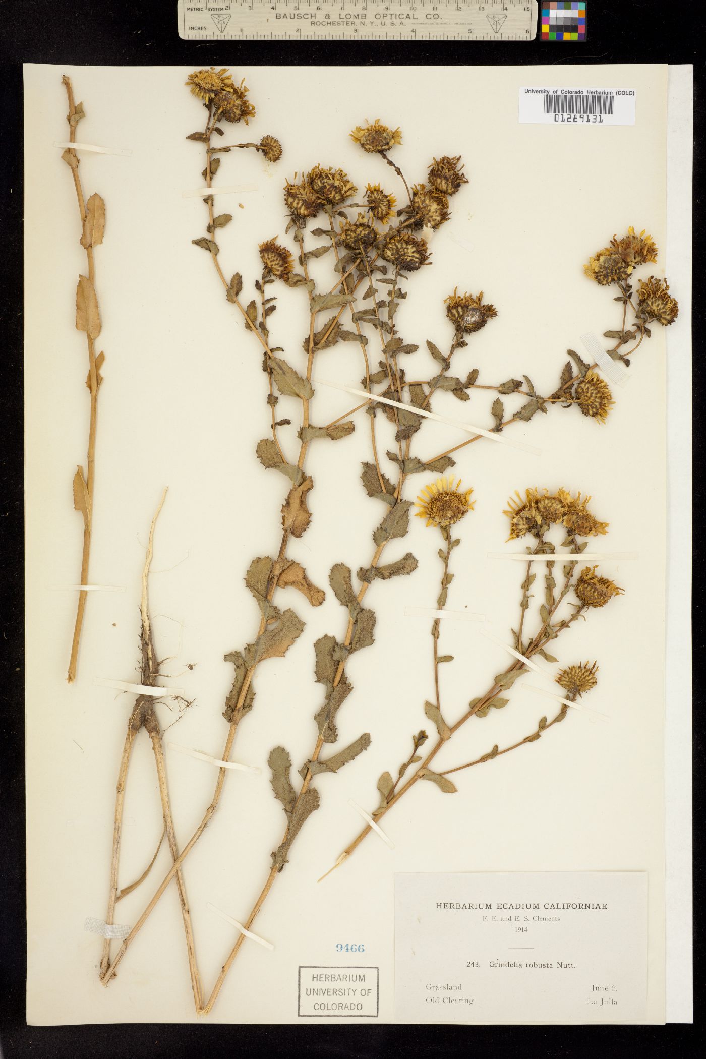 Grindelia hirsutula image