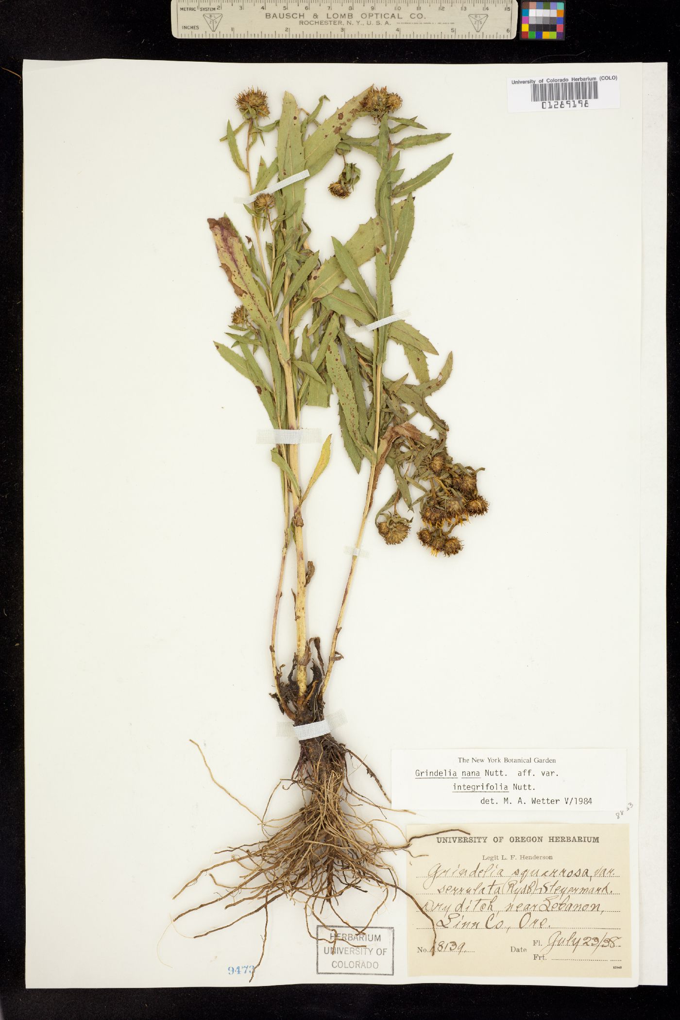 Grindelia hirsutula image
