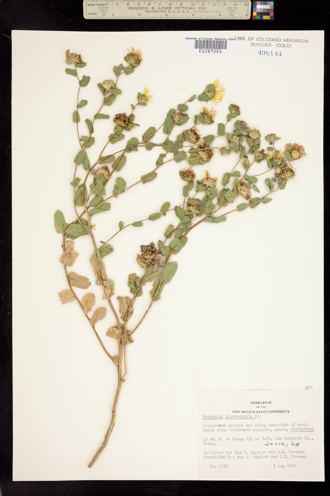 Grindelia microcephala image