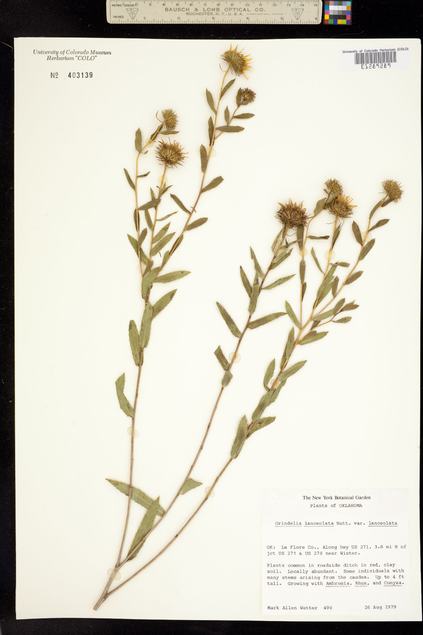 Grindelia lanceolata image