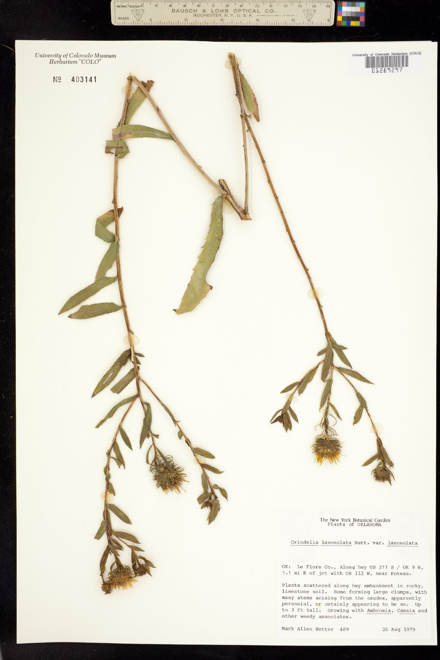 Grindelia lanceolata image