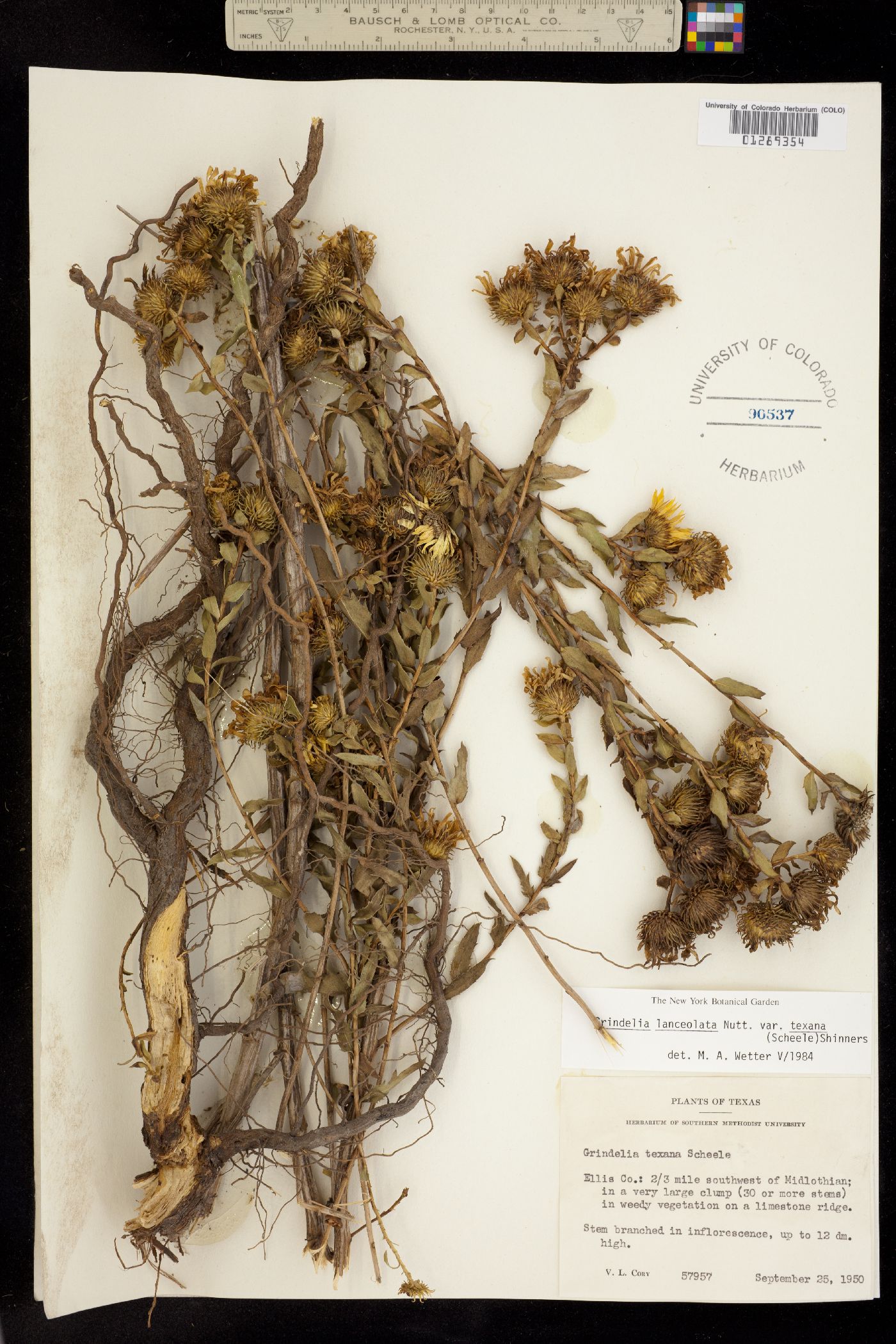 Grindelia lanceolata image