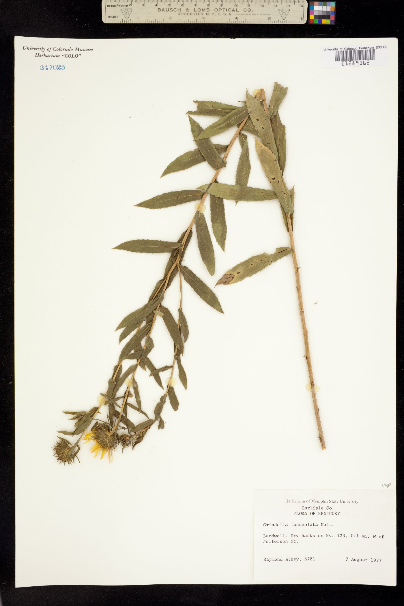 Grindelia lanceolata image