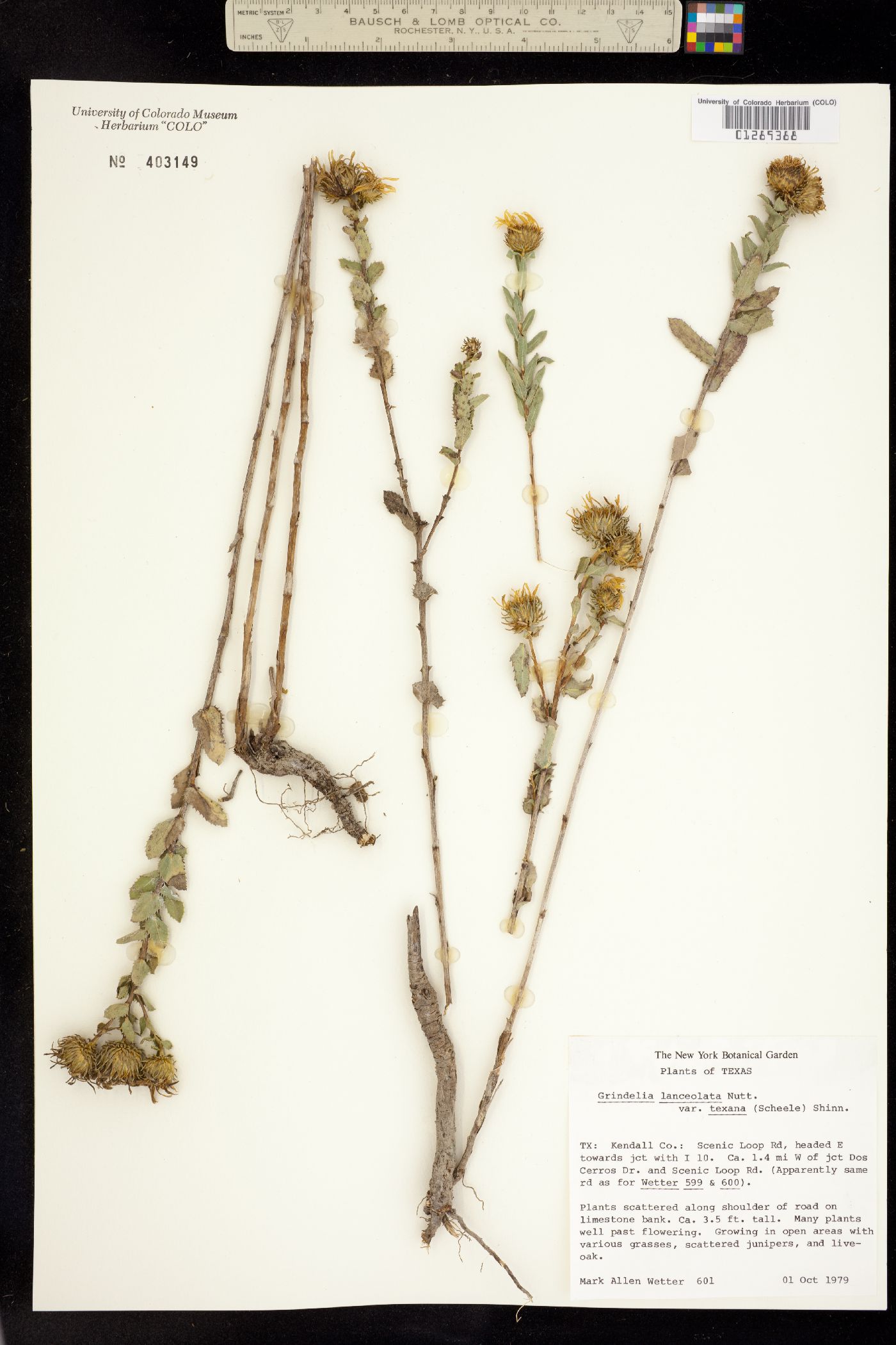 Grindelia lanceolata image