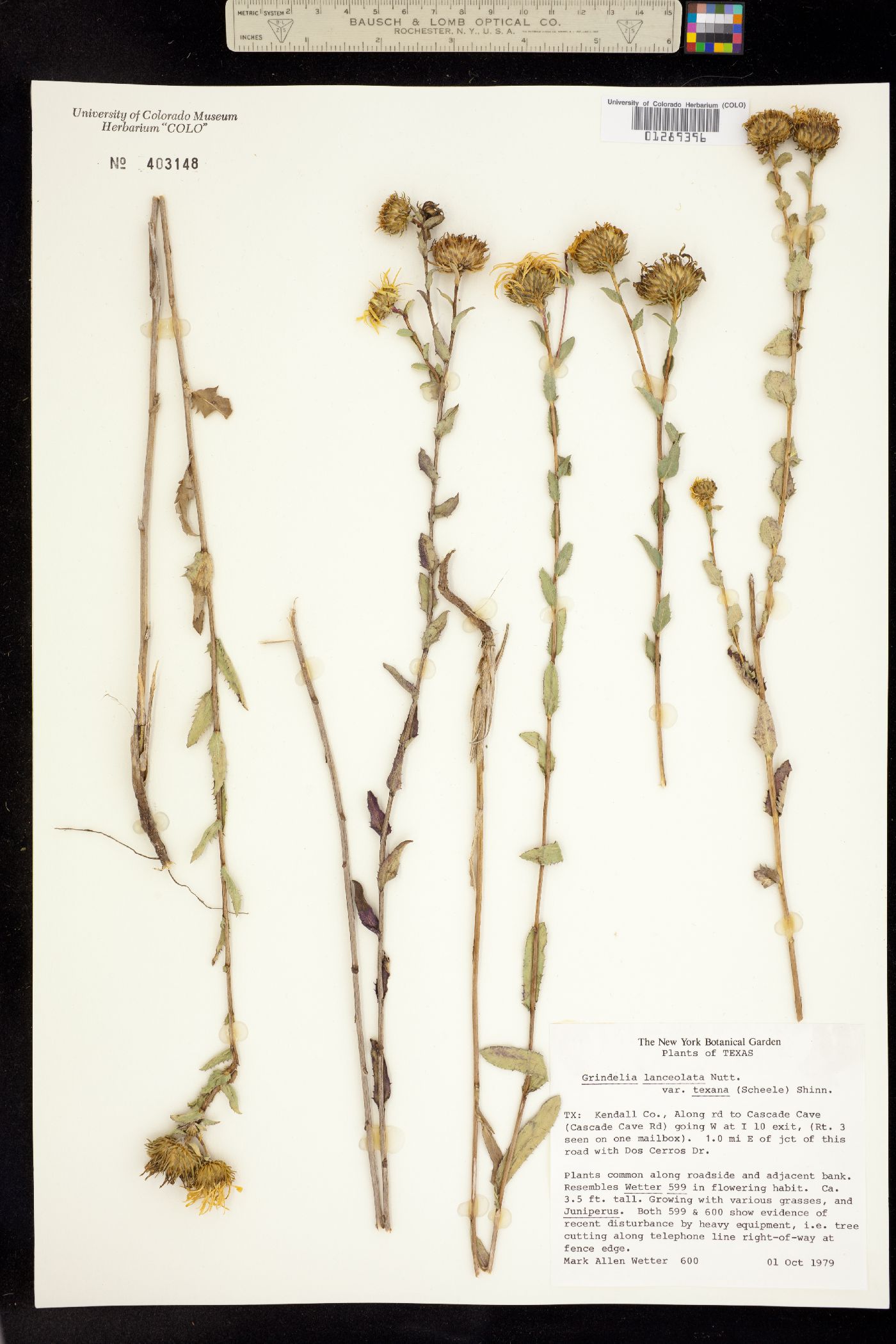 Grindelia lanceolata image