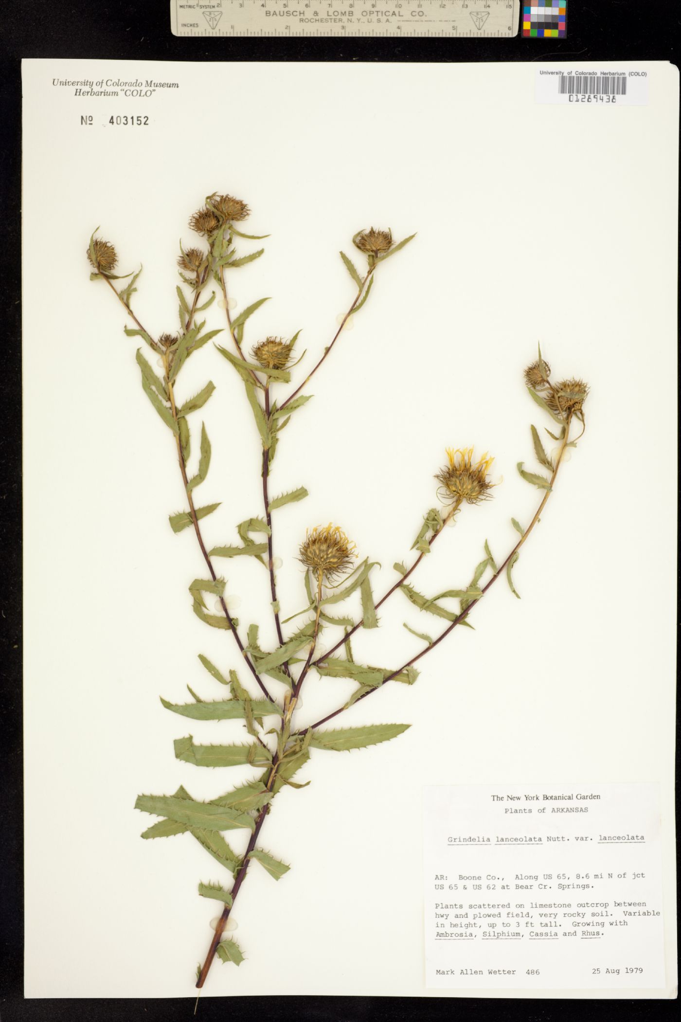 Grindelia lanceolata image