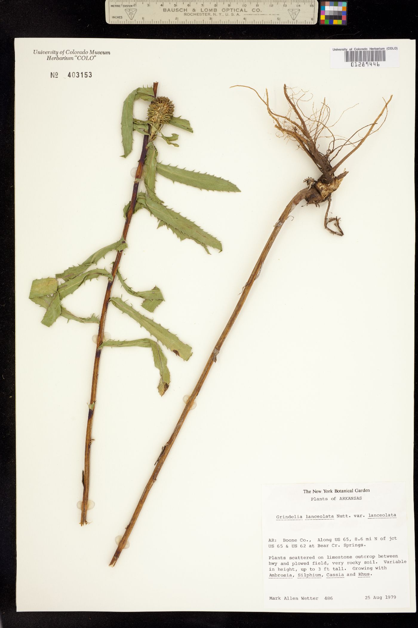 Grindelia lanceolata image