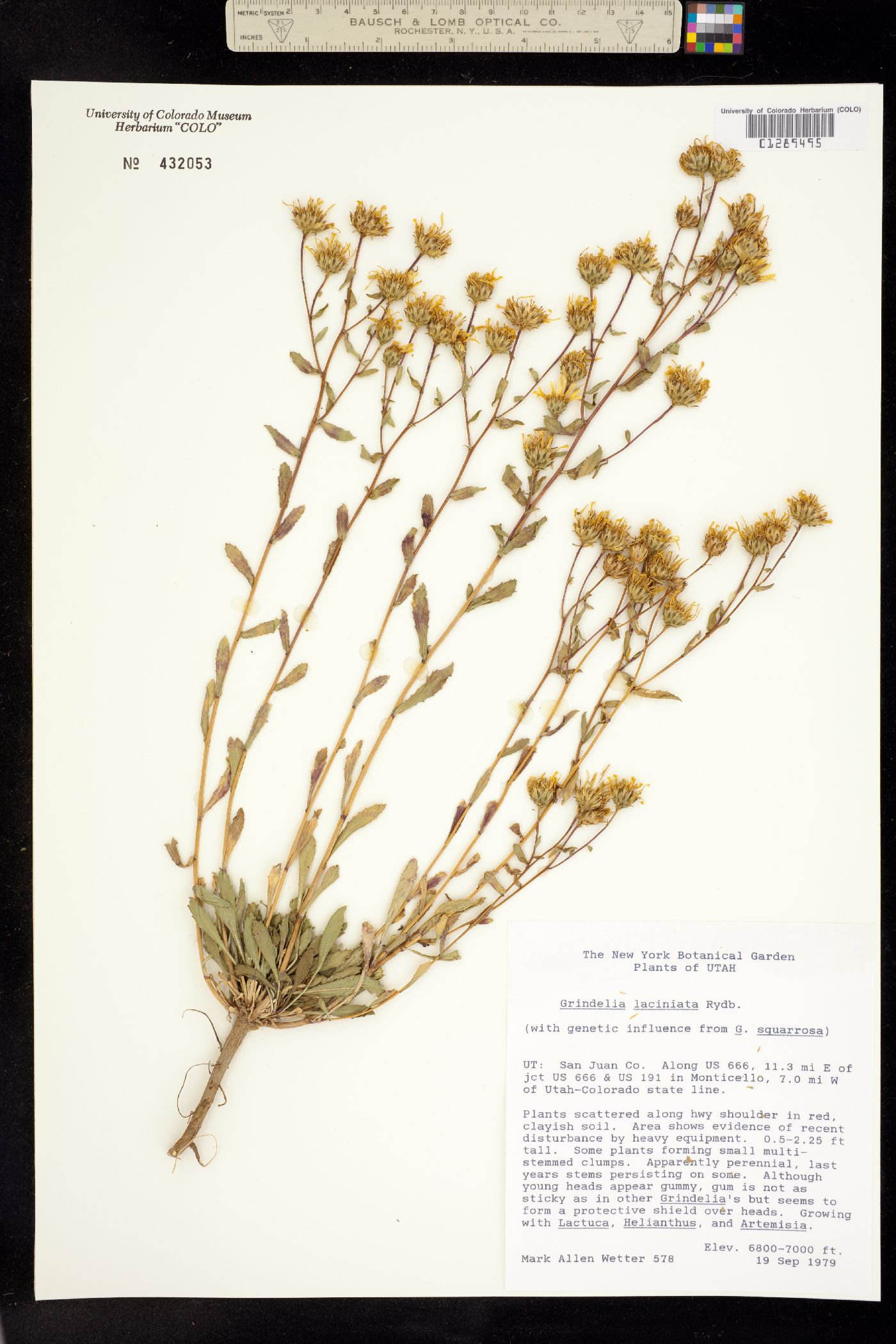 Grindelia arizonica image