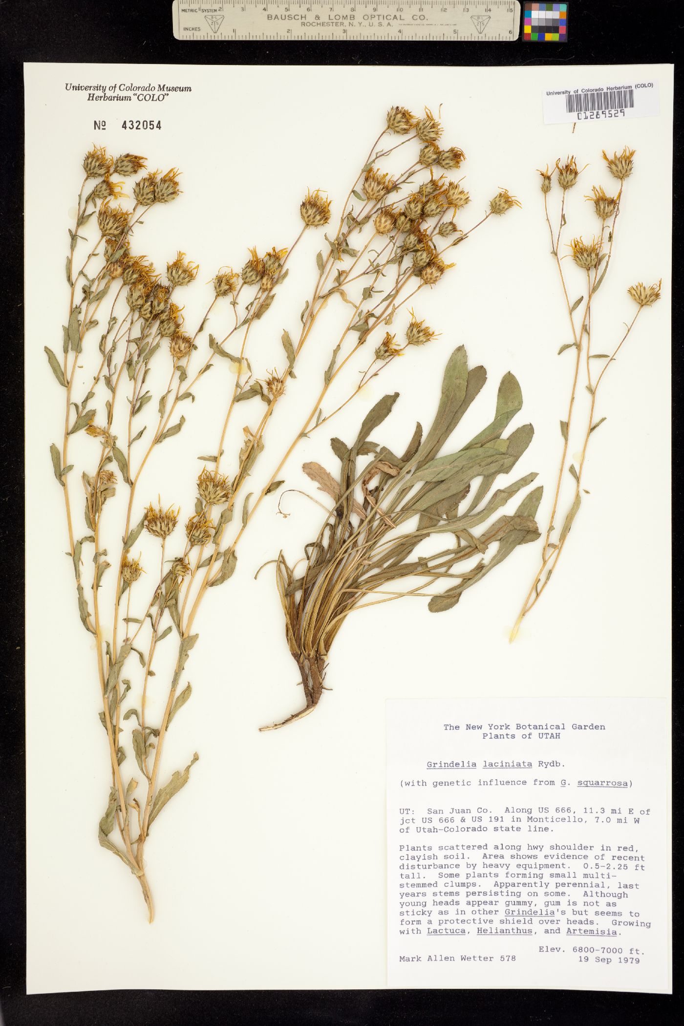 Grindelia arizonica image